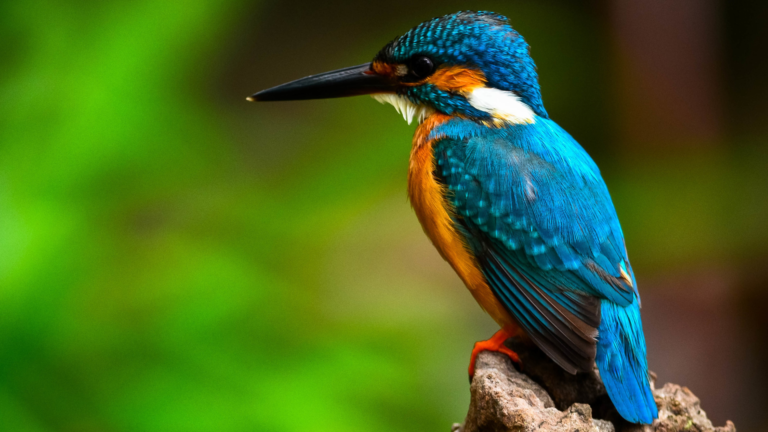 Hidden Wildlife Spots in London